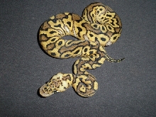 Pastel Clown Female