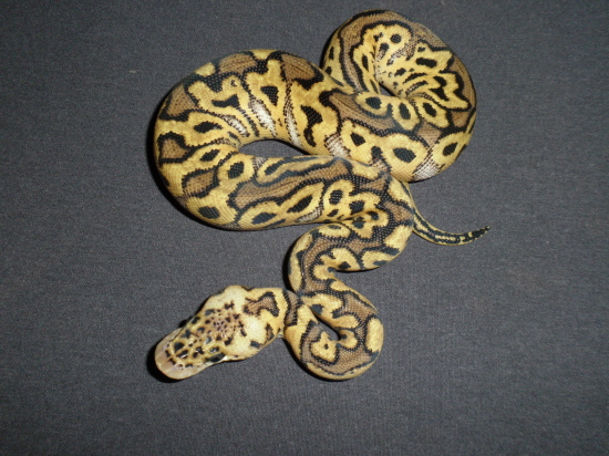 Pastel Clown Female