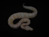 Albino Pastel Jungle pic date 3-3-05