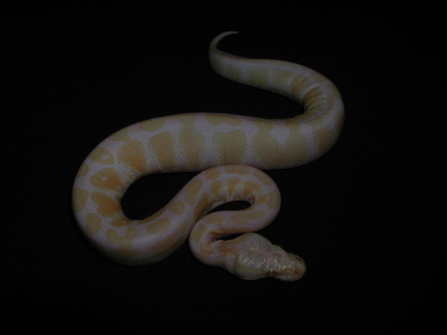 Albino Pastel Jungle pic date 3-3-05