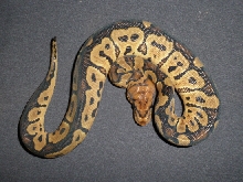 Clown Female 0110