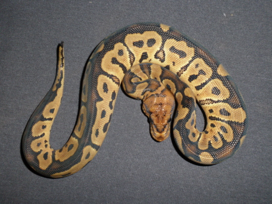 Clown Female 0110