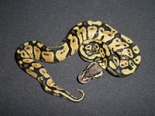 Pastel Het Clown 0113