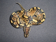 Het Clown 0123