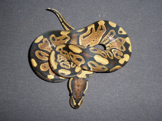 Het Clown 0123