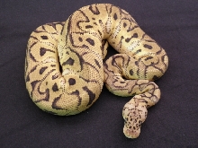 Pastel Clown 873