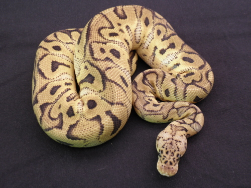 Pastel Clown 873