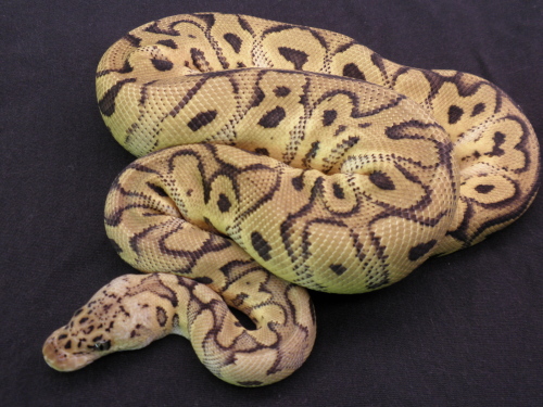 Pastel Clown 874