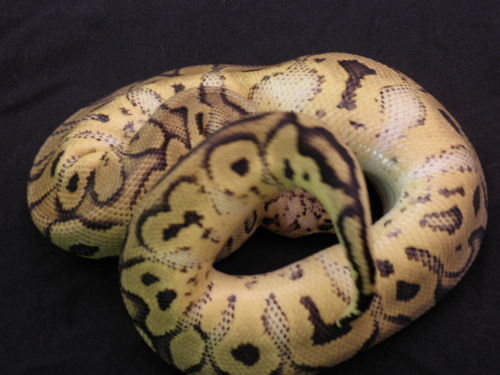 Pastel Clown 877