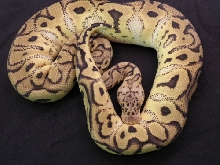 Pastel Clown 878