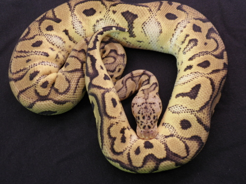 Pastel Clown 878