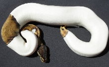 Pastel Pied 0918
