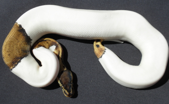 Pastel Pied 0918