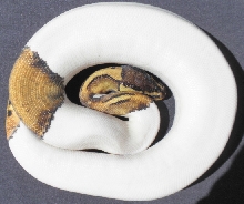 Pastel Pied 0925