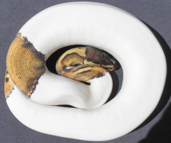 Pastel Pied 0925