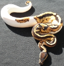 Male Pied 06