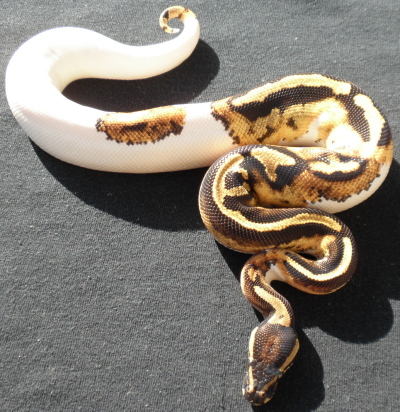 Male Pied 06