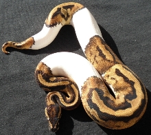 Male Pied 08