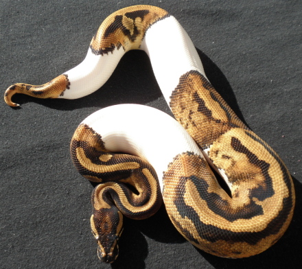Male Pied 08