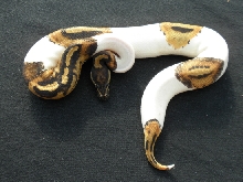 Male Pied 09
