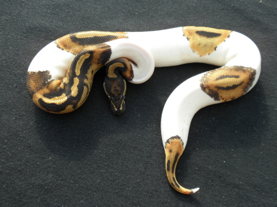 Male Pied 09