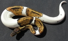 pastel pied male 55