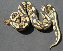 Yellow Belly Male 75