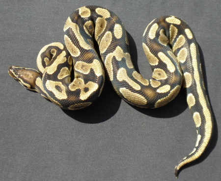 Yellow Belly Male 75