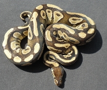 Mojave Male 77