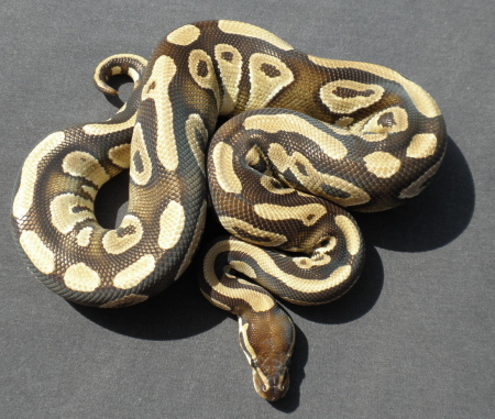 Mojave Male 77