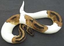 male pied 34