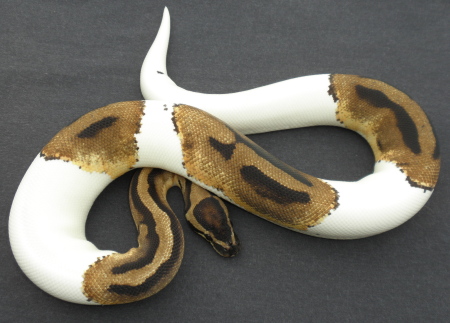 male pied 34