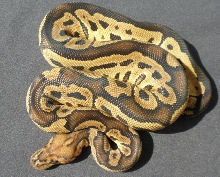 male clown 47