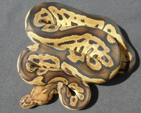 male clown 47