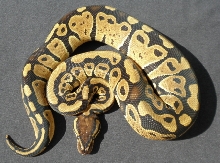 female het clown 50