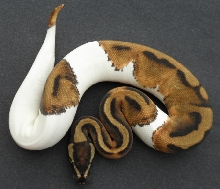 Pied Male 038