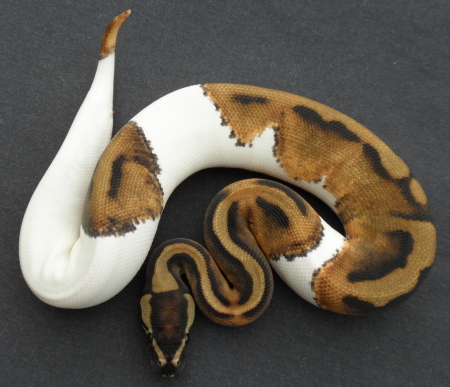 Pied Male 038