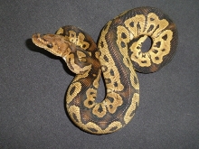 male clown 433