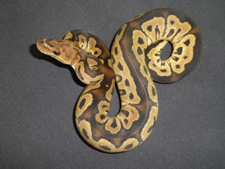 male clown 433