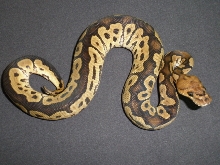 male clown 43