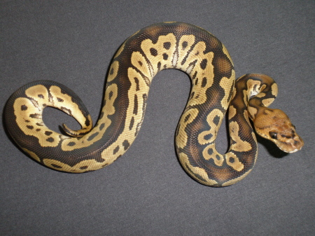 male clown 43