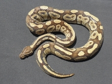 Mojave 2