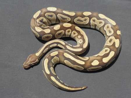 Mojave 2