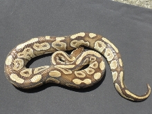 Mojave 1