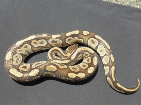 Mojave 1