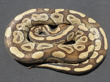 Mojave 3