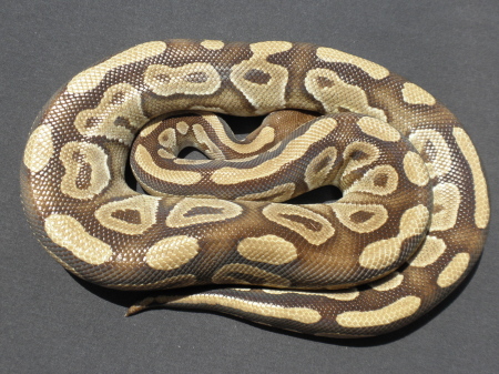 Mojave 3