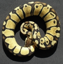 Thunder Pastel Male