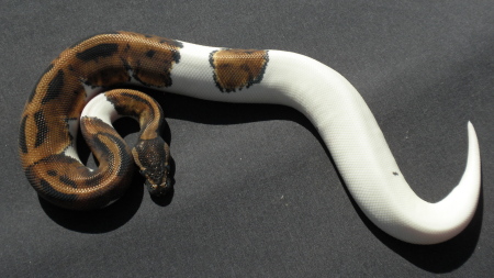 Pied 1078