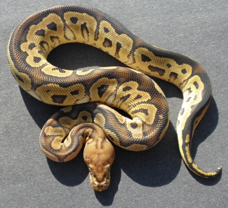 Male Clown 111
